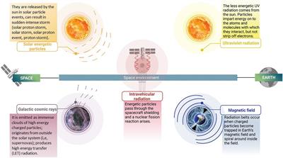 Evaluation of deep space exploration risks and mitigations against radiation and microgravity